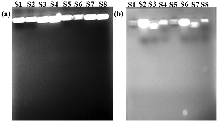 DNA fragmentation analysis of nanocomposite, (a) Absence of light (b) Presence of light (S1, S2) E. coli, (S3, S4) Pseudomonas aeruginosa, (S5, S6) Staphylococcus aureus and (S7, S8) S. typhi. S1, S3, S5 and S7 are bacteria control DNA and S2, S4, S6 and S8 are bacteria DNA treated with synthesised samples.