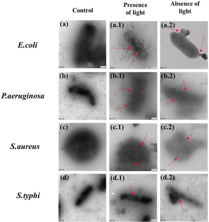 Cellular interaction of CeO2 /GO with E. coli, P. aeruginosa, S. aureus and S. typhi under absence and presence of visible light.