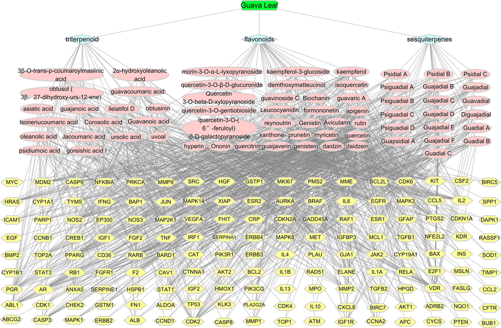 Interactive network of ‘guava leaf - compound class – active compound – gene’.