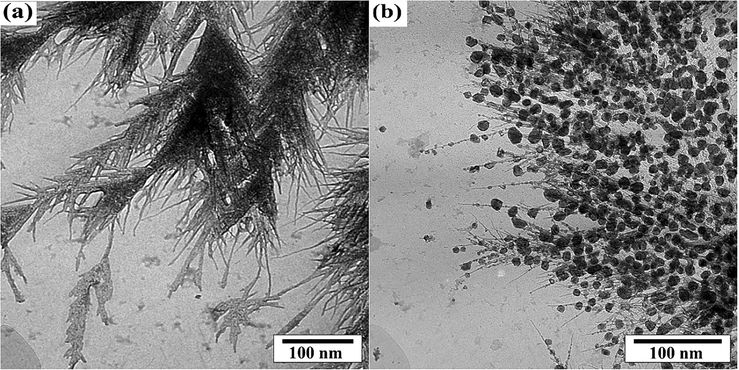 TEM image of MOFs structures without (a) and with LiY(MoO4)2 quantum dots (b).