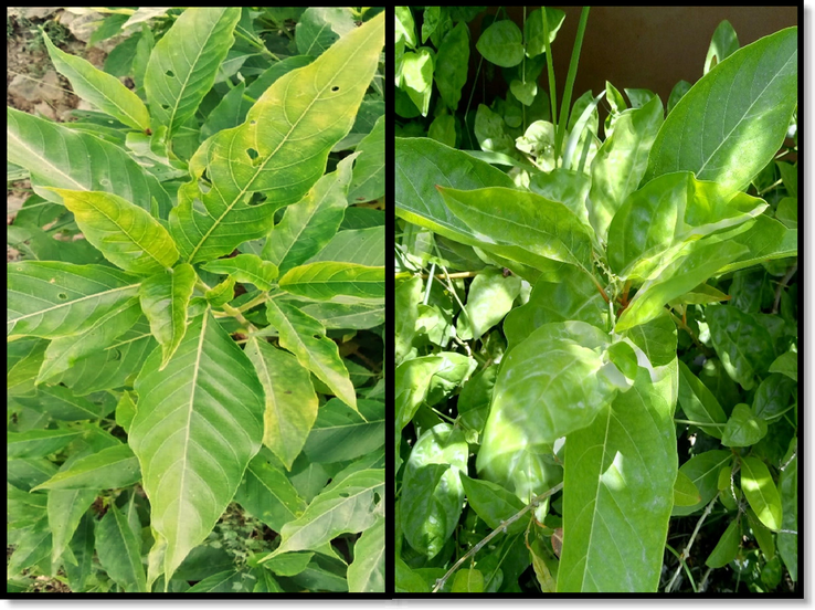 Aerial parts of Adhatoda vasica (left) and Cestrum diurnum (right).