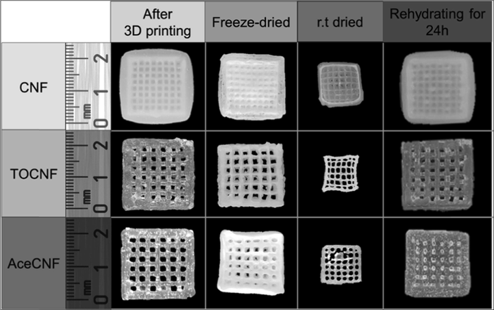 Images of CNF, TOCNF, and AcCNF scaffolds in the wet state soon after printing; at 24 h after freeze-drying and room temperature drying; and after 24 h of rehydration by immersion in water of the freeze-dried samples. Reproduced with permission from Wang et al. (2020).