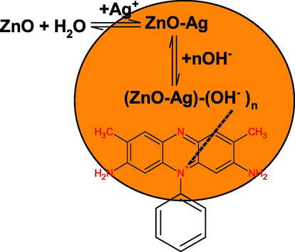 Probable adsorption mechanism of safranin onto the ZnO-AgNPs.