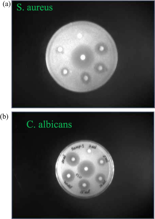 Disk showing the effect of ZnO-AgNPs concentrations on the bacterial growth at 298 K.