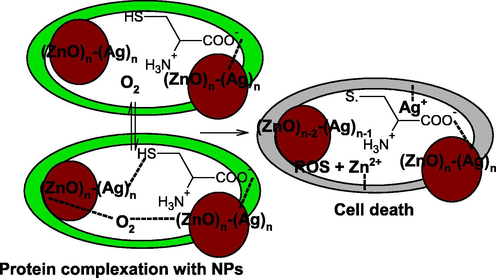 Mechanism of bacterial cell death.