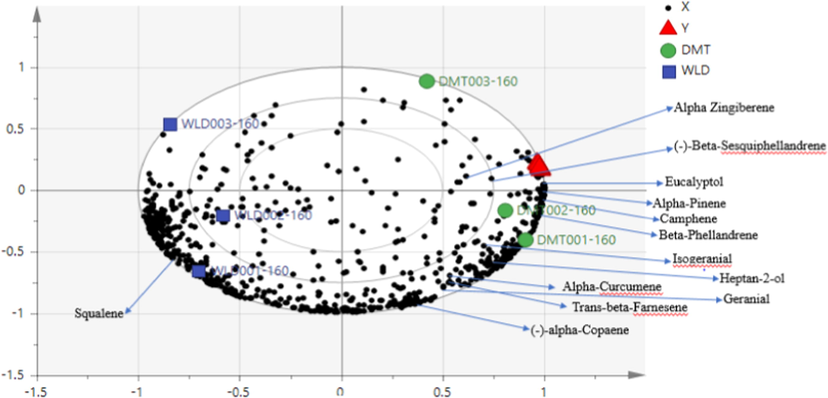 The bi-plot of the simplified relevant metabolites in a threshold of VIP > 1 showing 13 metabolites with clear contribution from α-Zingiberene, (-)-β-Sesquiphellandrene and Eucalyptol in the bioassay activity.