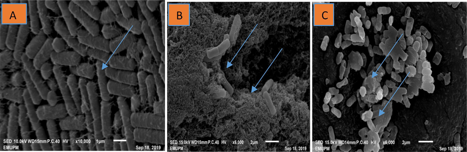 Scanning electron micrograph of ginger EOs causes ultrastructural modifications in Xanthomonas oryzae pv. oryzae-strain A cells. (A) The Xoo cells treated with DMSO (control) showing Xoo cells with a normal rod shape, smooth and bright surface, (B) The Xoo cells treated with the ginger EOs showed irregular shape with sunken surfaces, severely disruption of the cells and (C) The Xoo cells treated with (Streptomycin (15 µg/ml) display abnormal growth, shrinkage, disruption and aggregation of the cells.