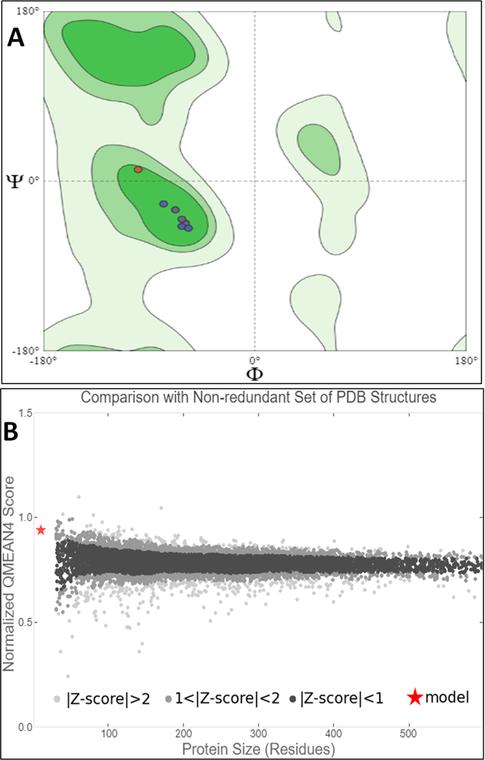 (A) Ramachandran Plot generated by MolProbity tool for the Modeled 3D TP validation. (B) Showing the modeled TP QMean4 Score and comparison with non-redundant set of PDB structures.