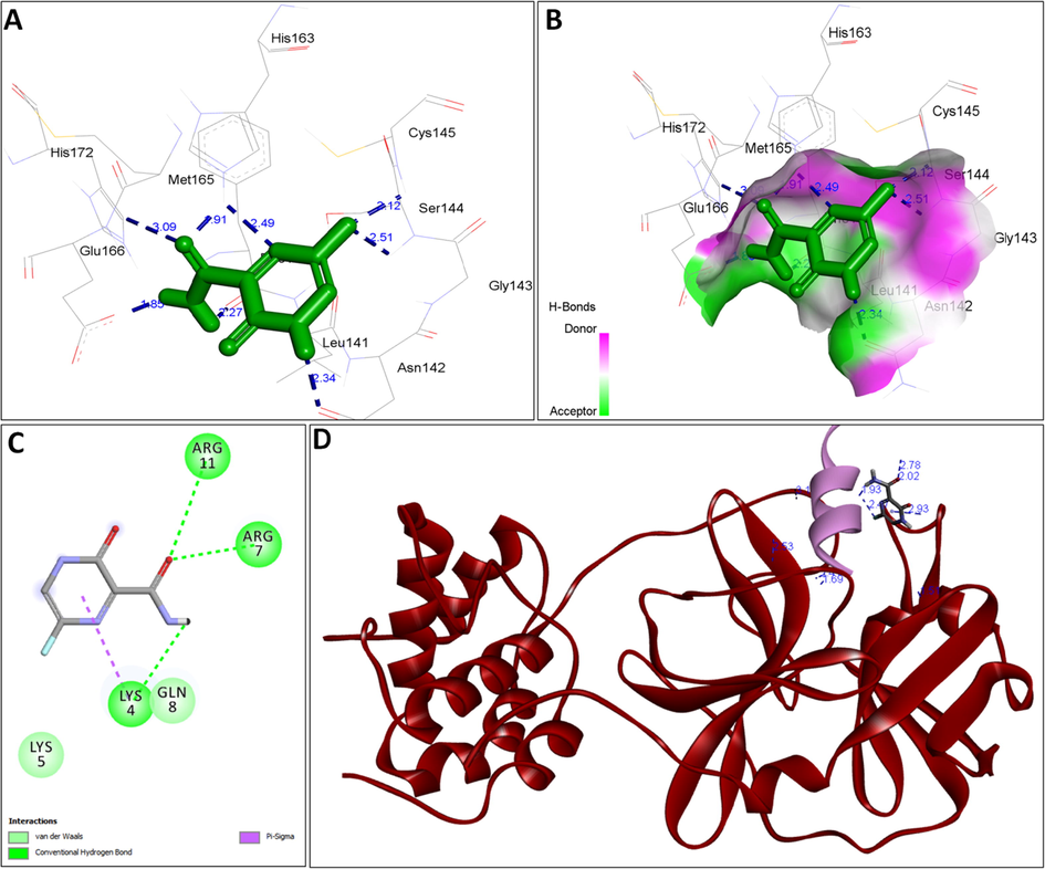 A: showing Favipiravir (green color stick pattern) interaction with COVID-19 Main protease (PDB ID: 6LU7) amino acid residues (grey color stick pattern) involved in hydrophobic interaction. Blue dotted lines represents hydrogen bonds; B: showing COVID-19 protease (PDB ID: 6LU7) pocket that accommodated the Favipiravir (green color stick pattern); C: 2D visualization of TP interaction with Favipiravir; D: showing TP (pink color ribbon pattern) conjugated Favipiravir complex (grey color stick pattern) interaction with COVID-19 protease (PDB ID: 6LU7) (maroon color ribbon pattern). Blue dotted lines are showing hydrogen bonds formation.