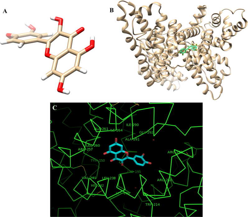 The geometry of quercetin molecule (A), The best docked models of the quercetin with HSA (B), the interacting residues of the HSA with quercetin (C). The docking score (binding energy) was calculated to be −101.23 in the unit of the software score.