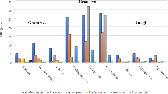 MIC (µg/mL) of the essential oils obtained from A. absinthium, A. sieberi, and A. scoparia.