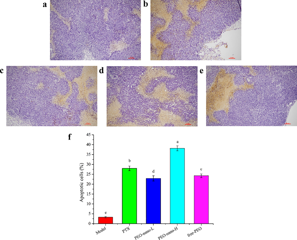 The effect of PEO nanoemulsion on tumor apoptosis of MGC-803 tumor-bearing nude mice (magnification × 200). a: Model group; b: PTX group (10 mg·kg−1, twice a week); c: PEO-nano-L (50 mg·kg−1·d−1); d: PEO-nano-H (100 mg·kg−1·d−1); e: free-PEO (100 mg·kg−1·d−1). f represents the apoptosis rate (apoptotic cell number/total cell number) in each group (n = 6, different letters indicate significant differences, p < 0.05).