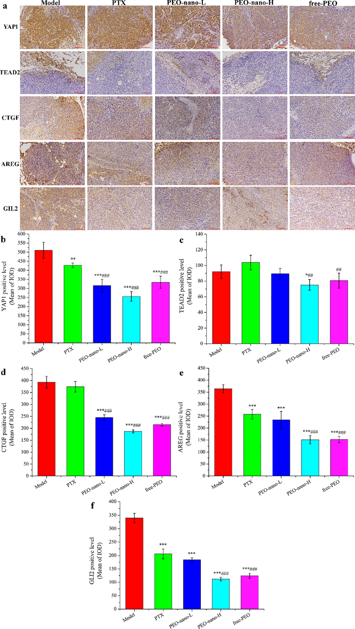 The effect of PEO nanoemulsion on YAP1, TEAD2, CTGF, AREG, and GLI2 expression of tumor tissues in MGC-803 tumor-bearing nude mice. a: photos after hematoxylin staining (magnification × 200); b-f: semi-quantitative analysis results (n = 6, *p < 0.05, **p < 0.01, ***p < 0.001, compared with model group; ##p < 0.01, ###p < 0.001, compared with PTX-10 mg/kg group).