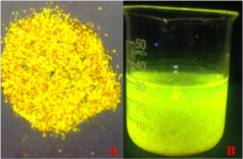 The hydrogel under ultraviolet light; (A) dried and (B) swelling hydrogel in water.