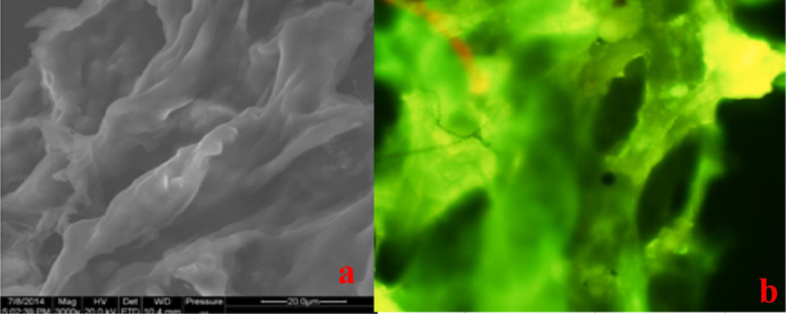 Images of the fluorescent hydrogel acquired by SEM (a) and FIM (b).