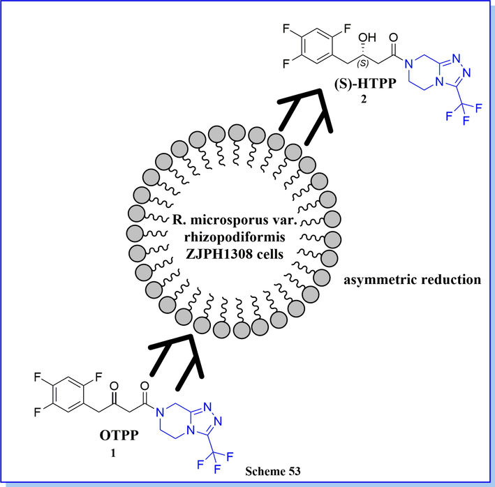 Bio-catalytic chiral synthetic method for a chiral intermediate of (S)-3-Hydroxy-1-(3-(trifluoromethyl)-5,6-dihydro-[1,2,4]triazolo[4,3-a]pyrazin-7(8H)-yl)-4-(2,4,5-trifluoro-phenyl)butan-1-one (S-HTPP) using rhizopodiformis ZJPH1308.