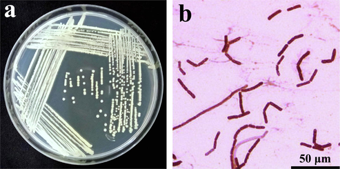 (a) B. subtilis SI-18 colony morphology on LB agar plates. (b) Gram staining microscopic observation of SI-18 strain (100x magnification), Bar = 50 μm.