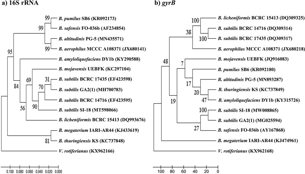 Phylogenetic tree showing the evolutionary relationship based on 16S rRNA (a) and gyrB (b) gene sequences among 13 Bacillus and our isolated strains. The trees were constructed using the UPGMA method. The bootstrap values (n = 1000) higher than 50% are visible at the internodes in the tree, and evolutionary distances were calculated using the p-distance method. As the outer group, Vibrio rotiferianus was used.