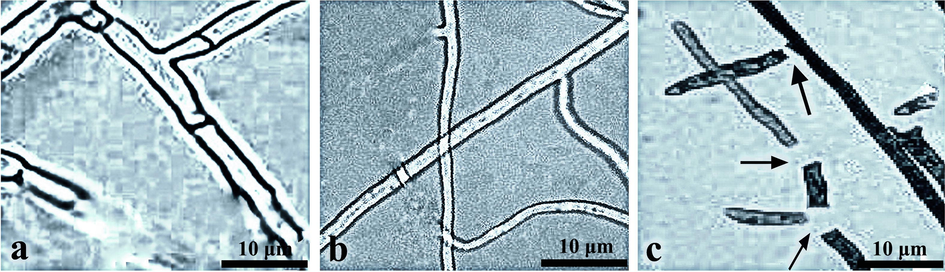 The suppression of mycelial growth of R. solani by SI-18 strain filtrates in different treatments. (a) control, (b) 16 h and (c) 24 h time intervals.