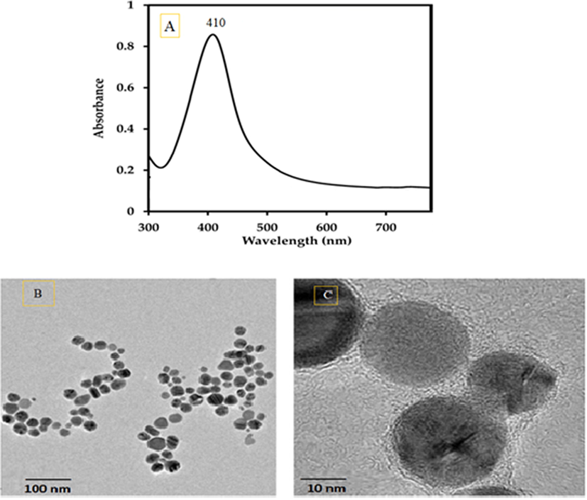 (A) Uv–Vis spectrum, (B) and (C) TEM micrographs of silver nanoparticles observed at different magnifications.