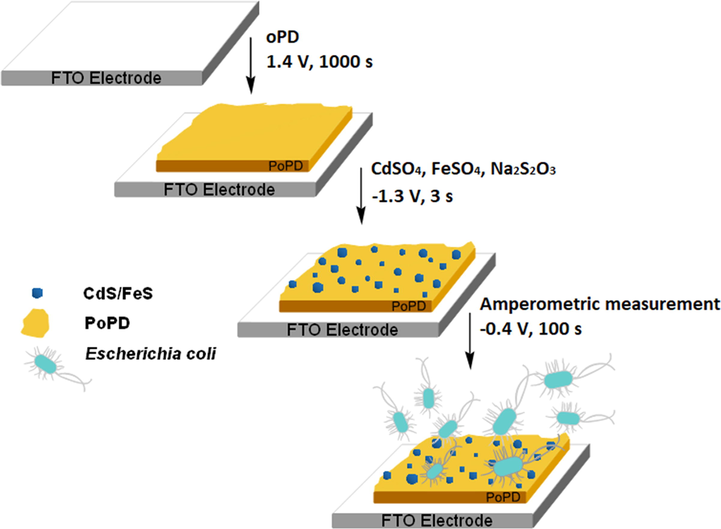 Graphical abstract of E. Coli biosensor.