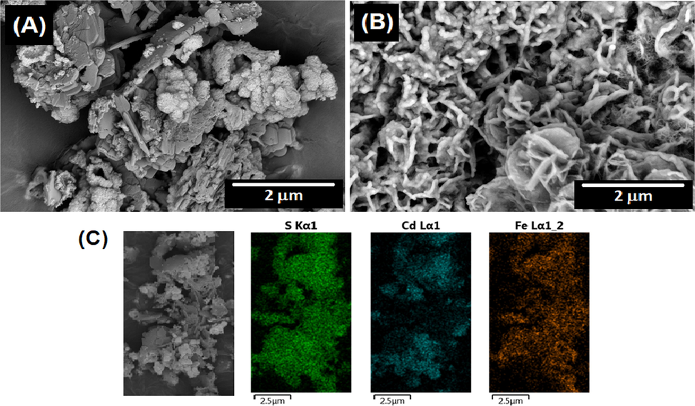 FESEM images comparing the composites produced by the chemical -(A)- and electrochemical -(B)- methods. (C) FESEM-EDS analysis of the composite Fig. 2(A) for sulphur (green dots), cadmium (blue dots) and ferrous (orange dots) elements. (For interpretation of the references to colour in this figure legend, the reader is referred to the web version of this article.)