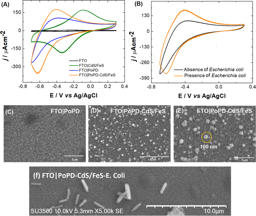 (A) Electrochemical response from different stages of modification of FTO in presence of a solution of E. coli dissolved in physiological phosphate buffer. Interfaces: FTO; FTO|CdS/FeS; FTO|PoPD, FTO|PoPD-CdS/FeS. ν = 100 mV s-1. (B) Electrochemical response of FTO|PoPD-CdS/FeS in absence and presence of E. coli physiological phosphate buffer. ν = 100 mV s−1. (C) SEM image of FTO|PoPD; (D) and (E) SEM images with different magnification scales of FTO|PoPD-CdS/FeS. (F) FTO|PoPD-FeS/CdS SEM images after E. Coli measurement.