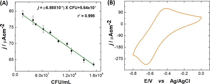 Calibration plot for current responses generated by the FTO|PoPD-CdS/FeS biosensor as a function of E. Coli concentration. (1.7 × 107–1.7 × 108 CFU/mL). (B) Example of the electrochemical response of the biosensor in presence of E. Coli.