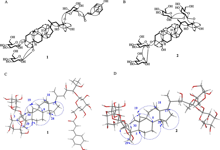 Key 2D NMR correlations for determining the structures of 1 and 2. 1H-1H COSY (thick bonds) and HMBC correlations (solid arrows) were exhibited as A (1) and B (2), while the key NOESY correlations (blue dash arrows) were provided as C (1) and D (2), respectively.