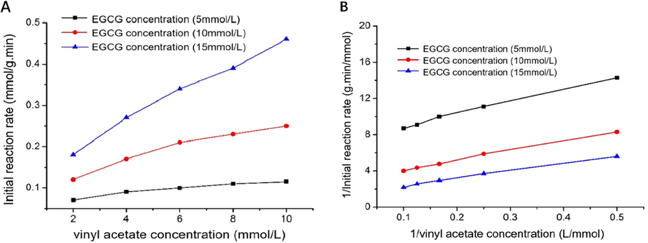 Effect of vinyl acetate concentration and EGCG concentration on the initial reaction rate (A); Double-reciprocal fit plot of the initial reaction rate with vinyl acetate concentration (B).