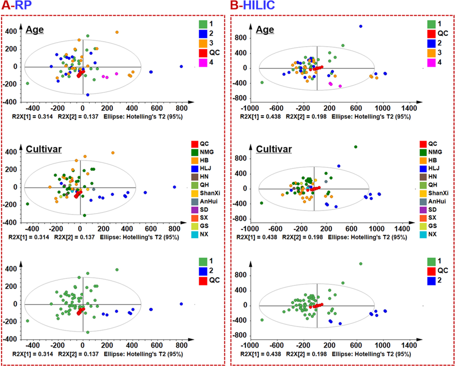 PCA score plots of 64 batches of Saposhnikoviae Radix samples based on the positive-mode MSE data acquired by applying both RPLC and HILIC, visualized in terms of the cultivars, ages, and between Guan-Fang-Feng and others.