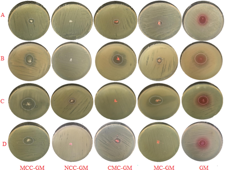 Optical images of inhibition zones diameter of case A only using MCC, NCC, CMC, MC and GM samples against (A) E. coli, (B) P. aeruginosa, (C) B.subtilis and (D) S.aureus.