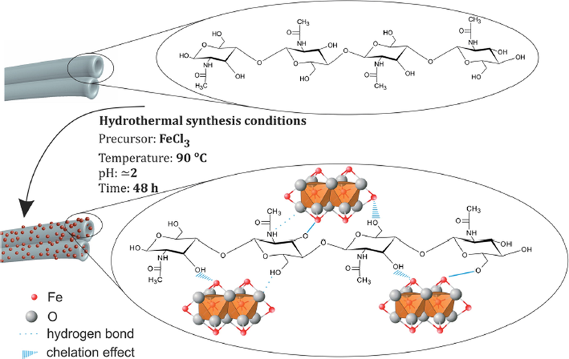 A schematic view on possible mechanism of chitin–hematite interactions under hydrothermal conditions (Wysokowski et al., 2014).