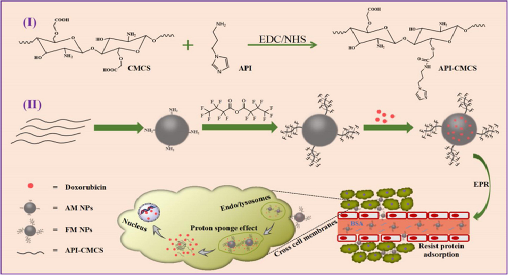 The preparation and drug delivery of AM and FM NPs (Cheng et al., 2019).