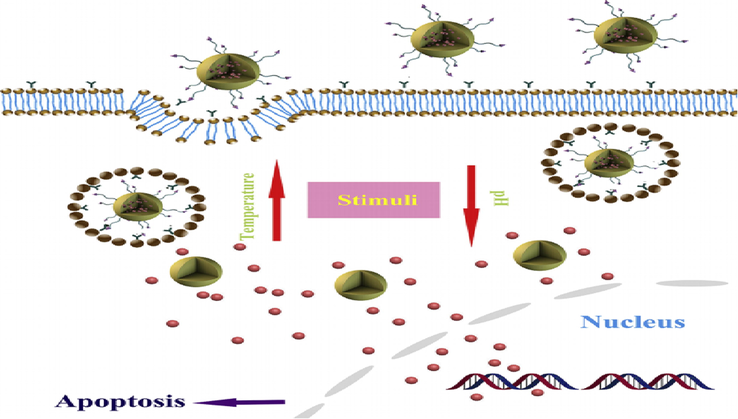 Schematic Illustration of Peptide Functionalized Dual-responsive Chitosan Nanoparticles for Controlled Drug Delivery to Breast Cancer Cells (Qian et al., 2019).