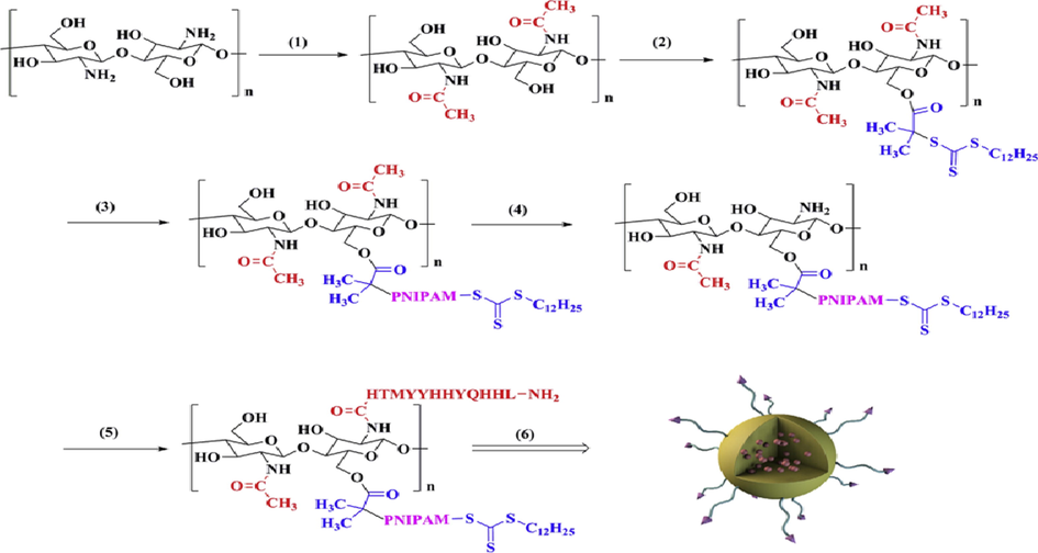 The synthesis of K237-CS (PTX)-g-PNIPAM NPs. (1) Acetic anhydride, rt, 4 h; (2) DDACT, DCC, DMAP, rt, 48 h; (3) NIPAM, AIBN, 60 °C, 48 h; (4) Hydrolysis, rt; (5) K237 peptide, EDC, NHS; (6) PTX, self-assemblyFig. 1. The synthesis of K237-CS (PTX)-g-PNIPAM NPs. (1) Acetic anhydride, rt, 4 h; (2) DDACT, DCC, DMAP, rt, 48 h; (3) NIPAM, AIBN, 60 °C, 48 h; (4) Hydrolysis, rt; (5) K237 peptide, EDC, NHS; (6) PTX, self-assembly (Qian et al., 2019).