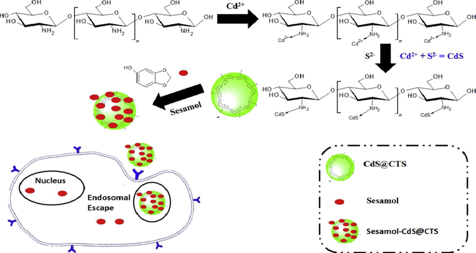 Schematic representation of the synthesis of CdS@CTS and Sesamol-CdS@CTS and their applications for drug delivery (Abdelhamid et al., 2019).