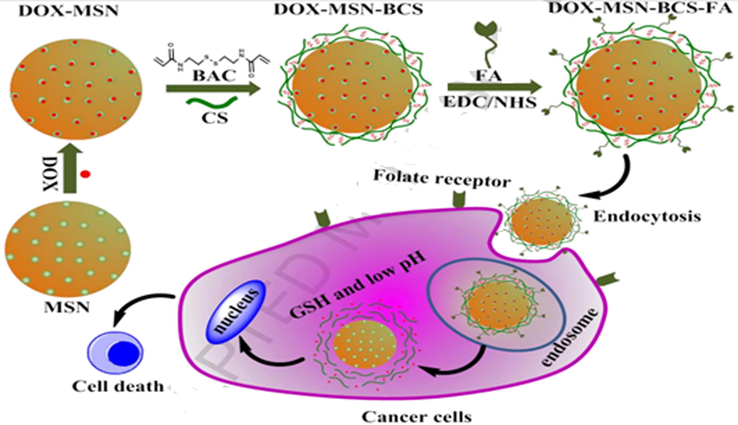 Schematic diagram showing the synthesis procedure of DOX-MSN-BCS-FA and the extracellular and intracellular trafficking for DOX-MSN-BCS-FA to cancer cells (Chen et al., 2019).