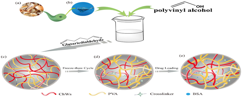 Schematic process illustrating the formation of PVA/ChWs hydrogels Images of 1 (a) shrimp and crab shell flakes (b) Image of colloidal partially deacetylated α-chitin nanowhiskers (c) Schematic of PVA/ChWs (30% ChWs) hydrogels after chemical cross-linking (d) Schematic of PVA/ChWs (30% ChWs) hydrogels after physical cross-linking. (e) Schematic of drug-loaded hydrogel (Peng et al., 2019).