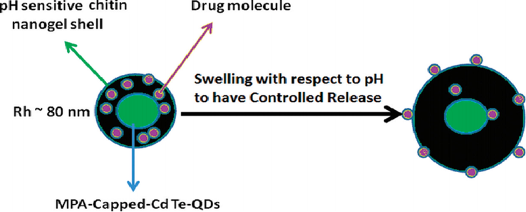 Schematic representation for the concept for designing multifunctional BSA loaded-CdTe QDs-chitin hybrid nanogel (BSA-QD-CNGs) and its potential extending applications in the biomedical field (Zeng et al., 2020).