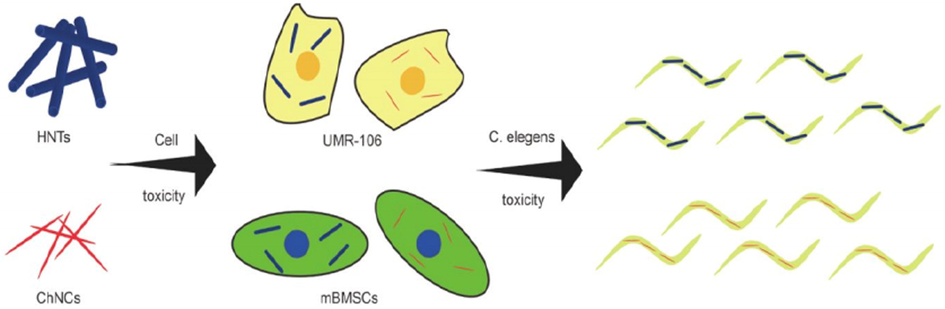 Toxicological evaluation of HNTs and ChNCs (Ahmad et al., 2020).