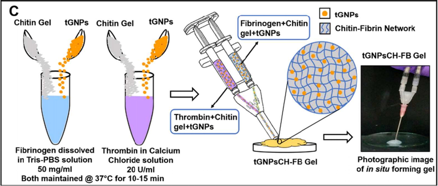 Schematic diagram illustrates the synthesis of in situ forming tGNPsCH-FB gel (Sundaram et al., 2018).