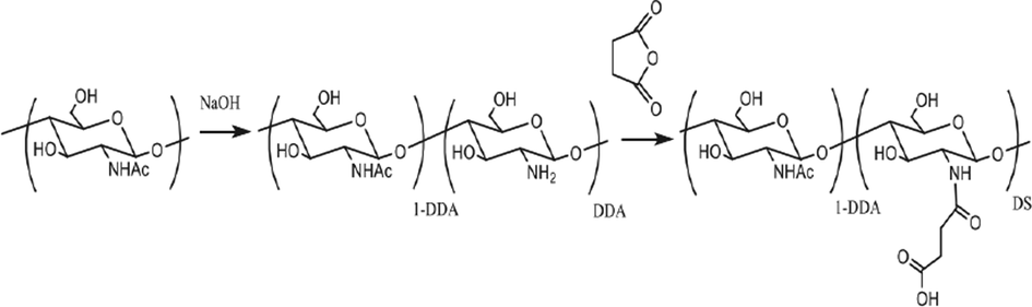 Synthesis of N-succinyl-chitin (Petrova et al., 2018).