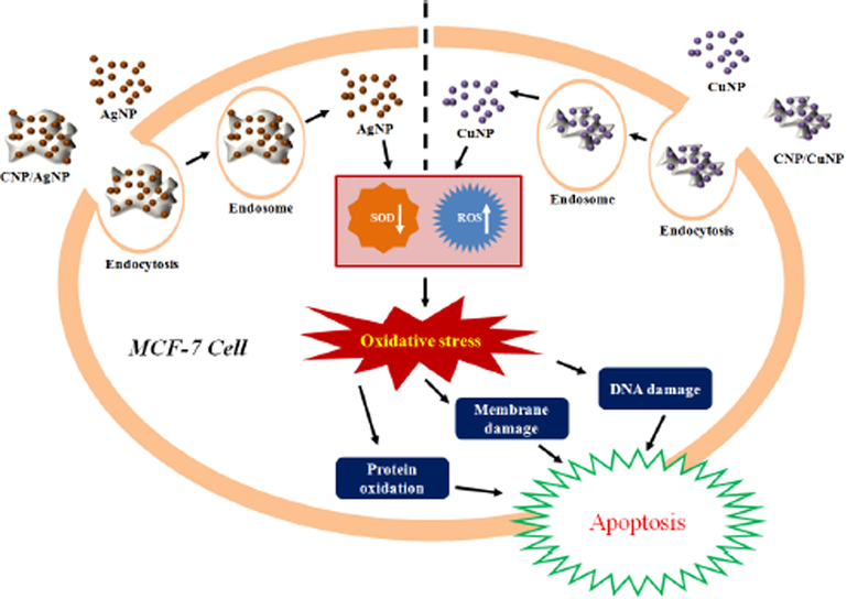 Hypothetical mechanism of cytotoxic activity of AgNP, CuNP, CNP/AgNP and CNP/CuNP against MCF-7 cells SOD↓ denotes decreased SOD activity; ROS↑ denotes increased ROS generation (Solairaj et al., 2017).