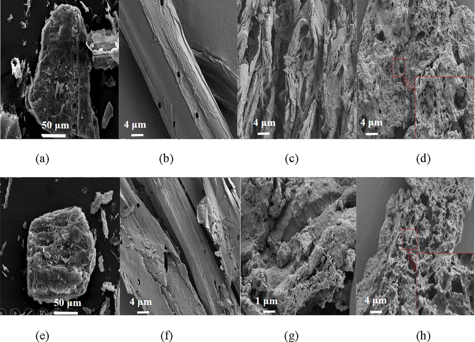 SEM images of raw (a) rape straw, the extracted (b) cellulose, (c) lignin and (d) hemicellulose and modified (e) rape straw, (f) cellulose, (g) lignin, and (h) hemicellulose.