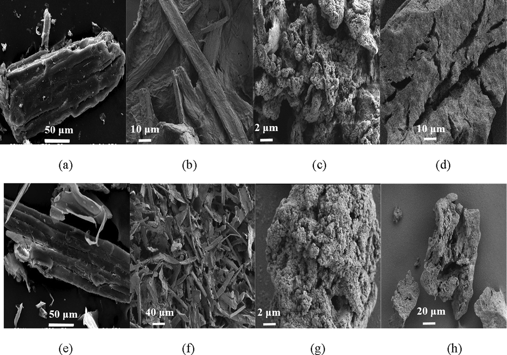 SEM images of raw (a) maize straw, the extracted (b) cellulose, (c) lignin and (d) hemicellulose and modified (e) maize straw, (f) cellulose, (g) lignin, and (h) hemicellulose.