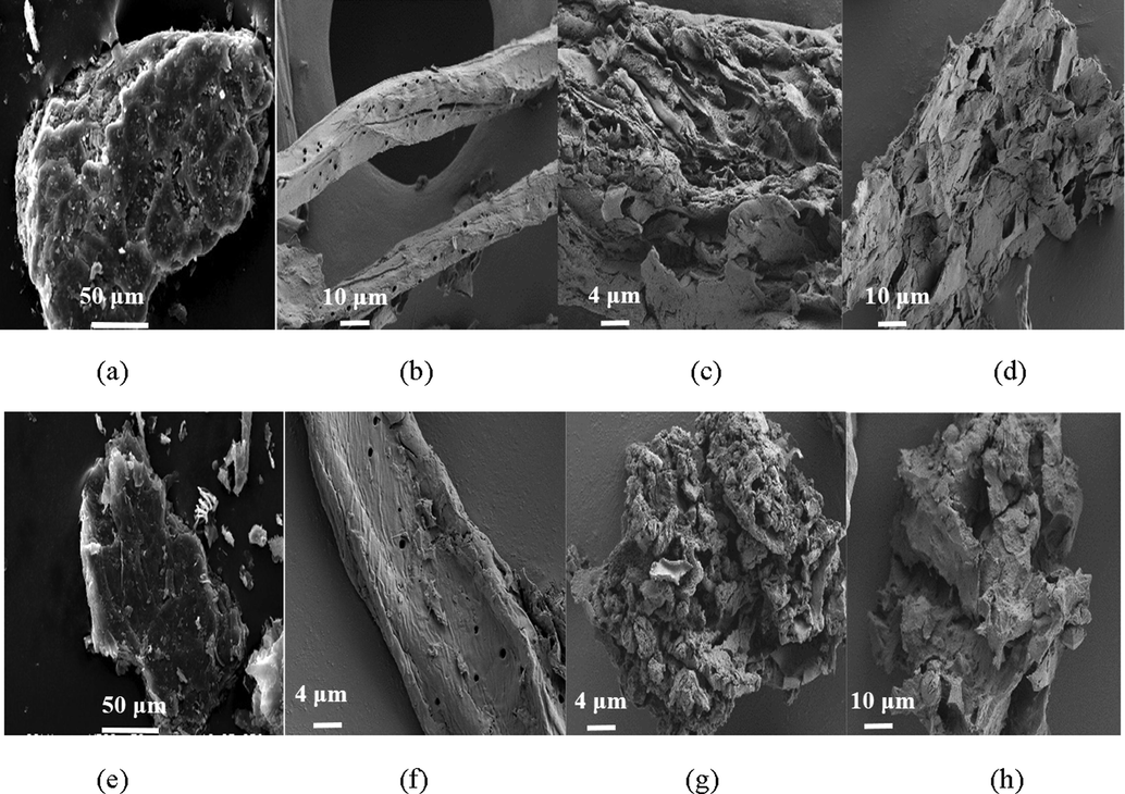 SEM images of raw (a) cotton straw, the extracted (b) cellulose, (c) lignin and (d) hemicellulose and modified (e) cotton straw, (f) cellulose, (g) lignin, and (h) hemicellulose.