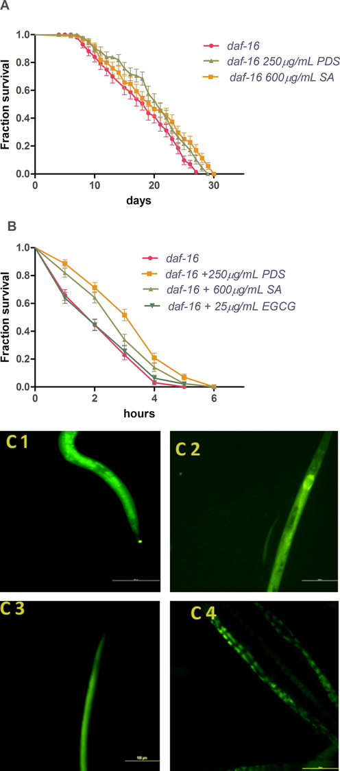 Survival curve of the effect of PDS and SA treatments on the lifespan (A) and thermal stress (B) of daf-16 mutant worms. Fluorescent images of DAF-16::GFP showing cytoplasmic localization of DAF-16 in control (1% methanol) (C1), PDS (C2) and SA (C3) treatment and nuclear localization with EGCG treatment(C4). Images show scale bar of 100 µm.