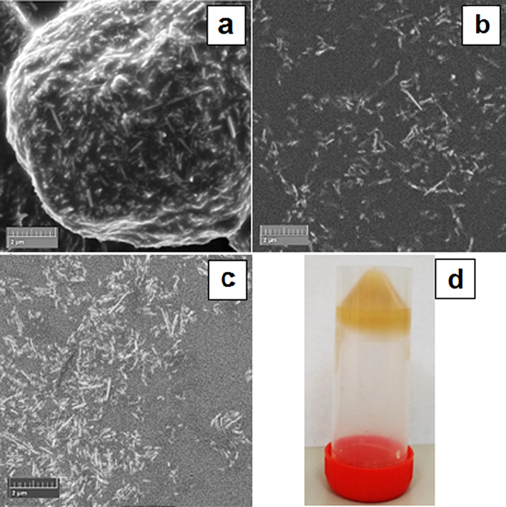 Scanning electron microscope (SEM) images of the ionogels containing BMImTFSI (a), BMImOtf (b), BMImDCA (c), and ionogel in container (d).