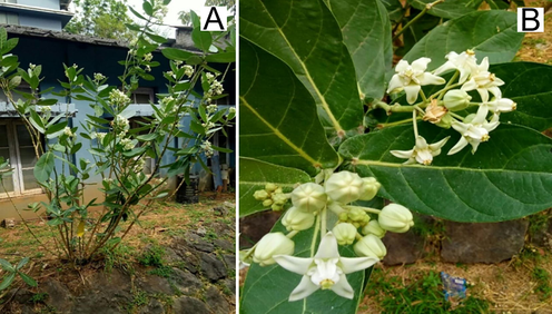 (A). Arbustive habit of a specimen of Calotropis gigantea collected in the Vimala college (Autonomous) Thrissur, Kerala. (B). Flowery branches showing different developmental stages of white flowers.